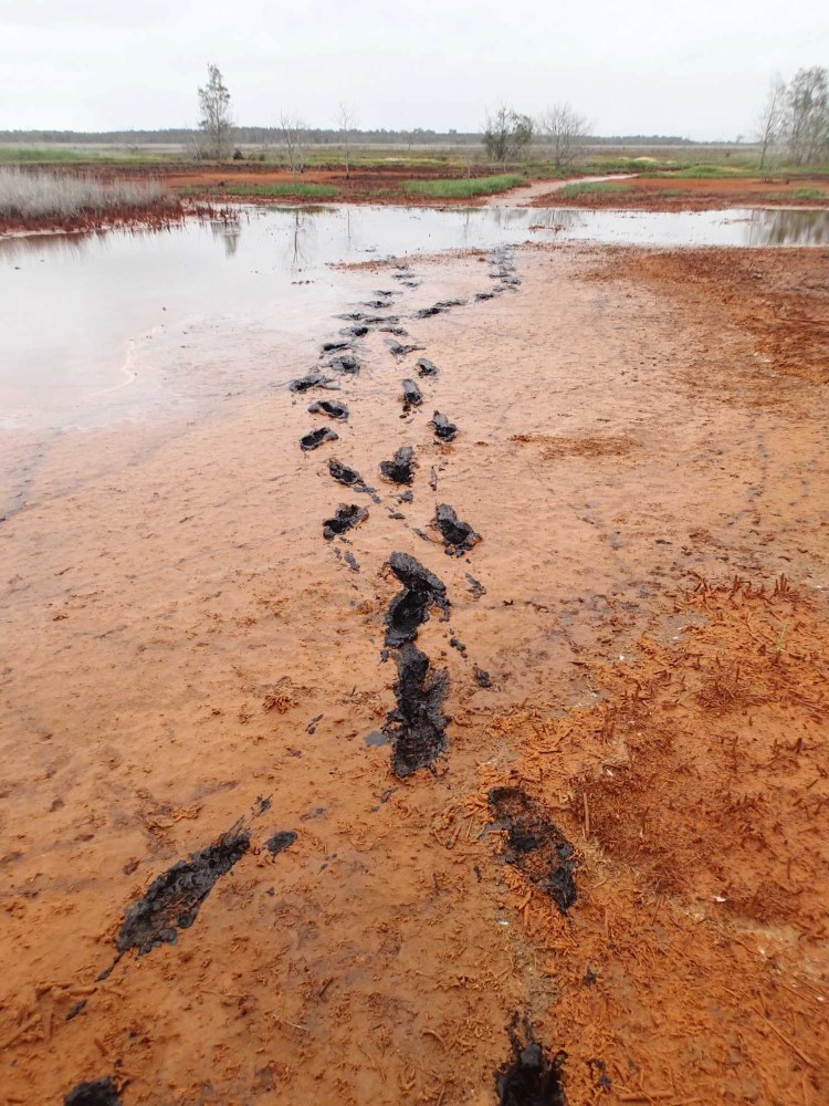 Footsteps through orange mud due to acid sulfate soils.