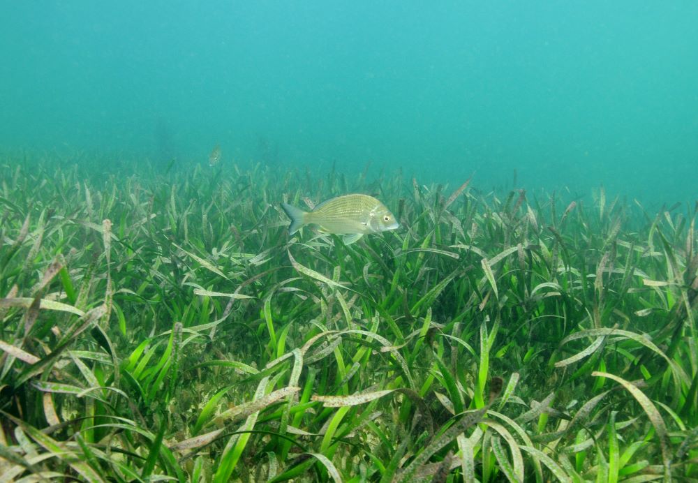 Posidonia