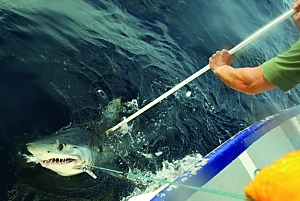 A shark being tagged