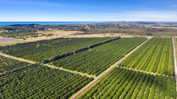 Aerial image of macadamia tree orchards with ocean in the background