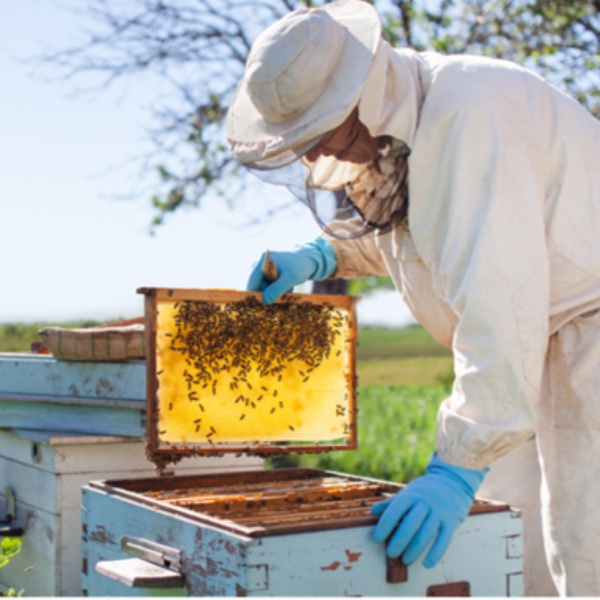 Beekeeper working hive