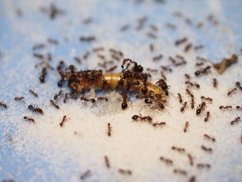 Fire ants attacking an insect