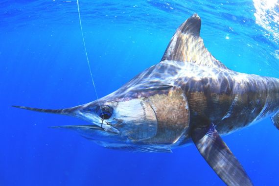 Striped Marlin underwater Image Al McGlashan