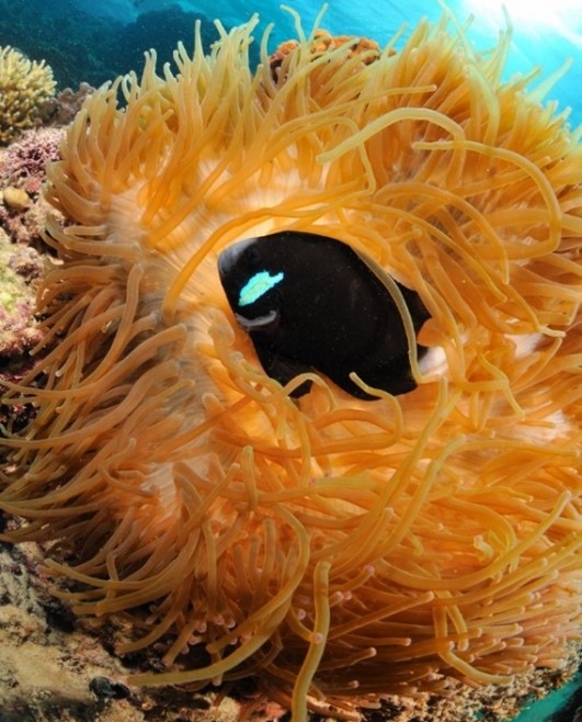 McCulloch's anemonefish within Entacmaea quadricolor (bubbletip anemone).
