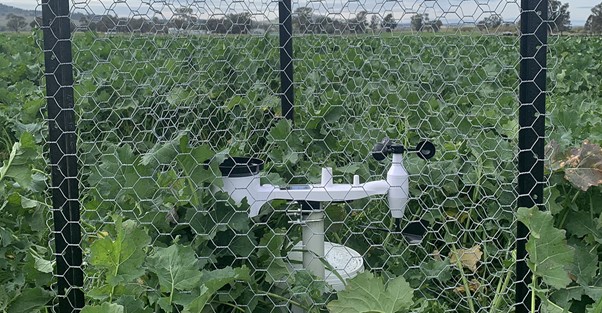 A weather station monitoring wind, temperature, rainfall, and humidity within crop.
