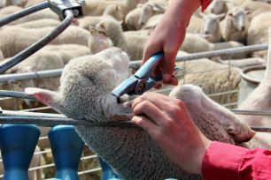 Sheep eID
