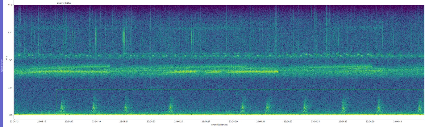 Squirrel Glider spectrogram image