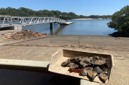 A tray of Sydney Rock oyster broodstock from the Class of 2023 with the waters off the PSFI in the background.