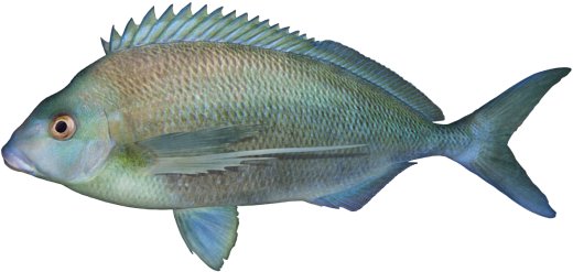 Grey Morwong