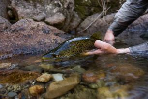 Trout fish