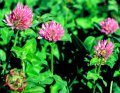 Red clover 