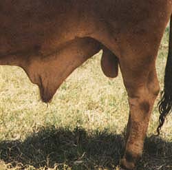 A moderate, acceptable sheath on a 3½-year-old bull.