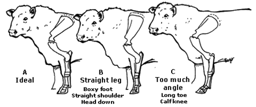 Idea front leg and shoulder structure of a a bull