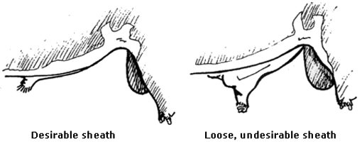Bull sheath examples