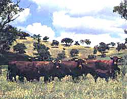 Devon cows