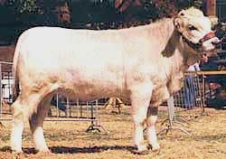 Romagnola cow