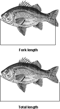 Fork length and total length of fish