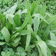 Narrow leaf plantain