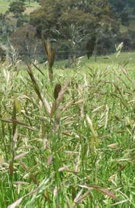 Perennial brome grasses