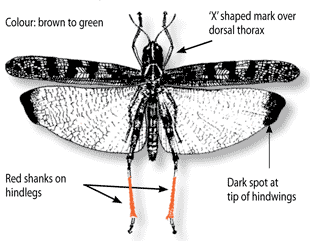 Diagram describing the features of the adult plague locust
