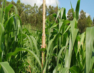 Poultry-litter amended biochar grew to a height of 1900mm at 50t/Ha (35t cob/Ha)