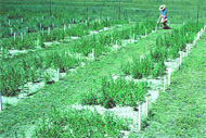 Photo of lucerne field trial to evaluate rhizobial strains