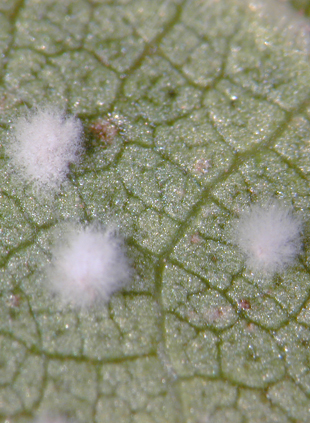Cotton aphid infected by new fungal isolate is not affected by toxin in Bt cotton crops.