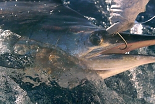A marlin having its hook removed