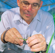 rice researcher