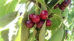 Cherry tree branch with cherries that are light red in colour