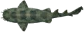 Shark - Wobbegong