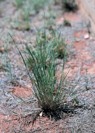 Box grass