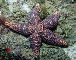 The native granular sea star