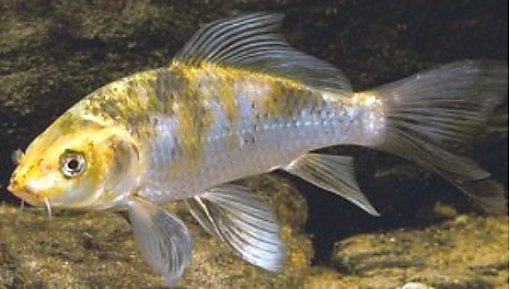 Murray Cod Growth Chart