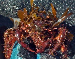 Seaweed Decorator Crab