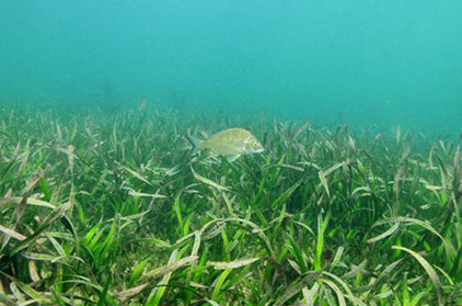 Posidonia australis