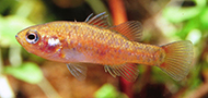 Southern pygmy perch