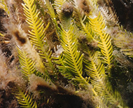 Caulerpa taxifolia