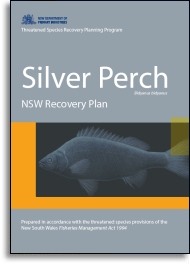 Silver perch