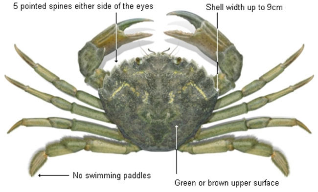 European green crab