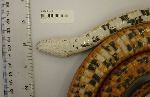 Underside view of head of larger American corn snake