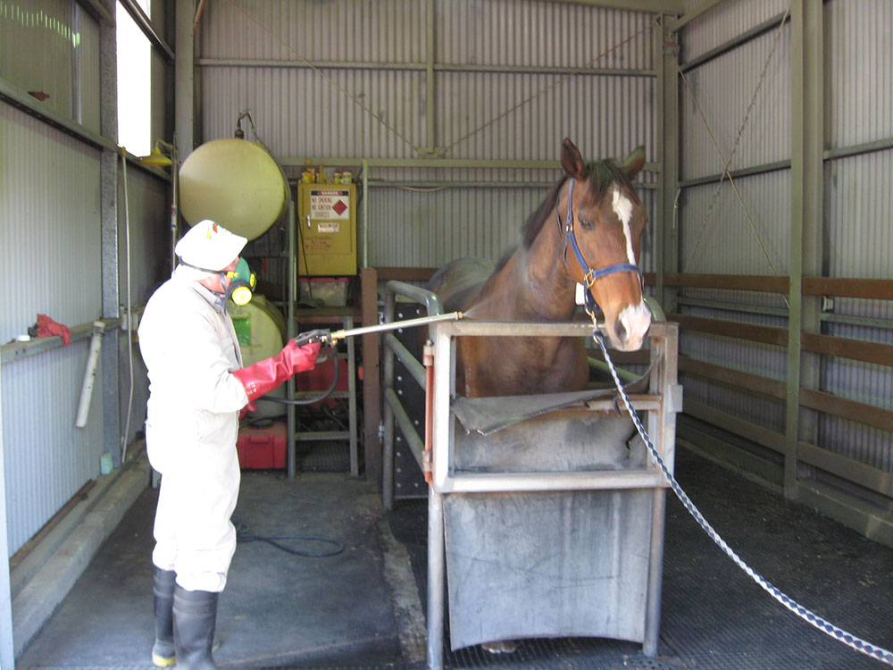 A horse is being cleaned in a purpose built room