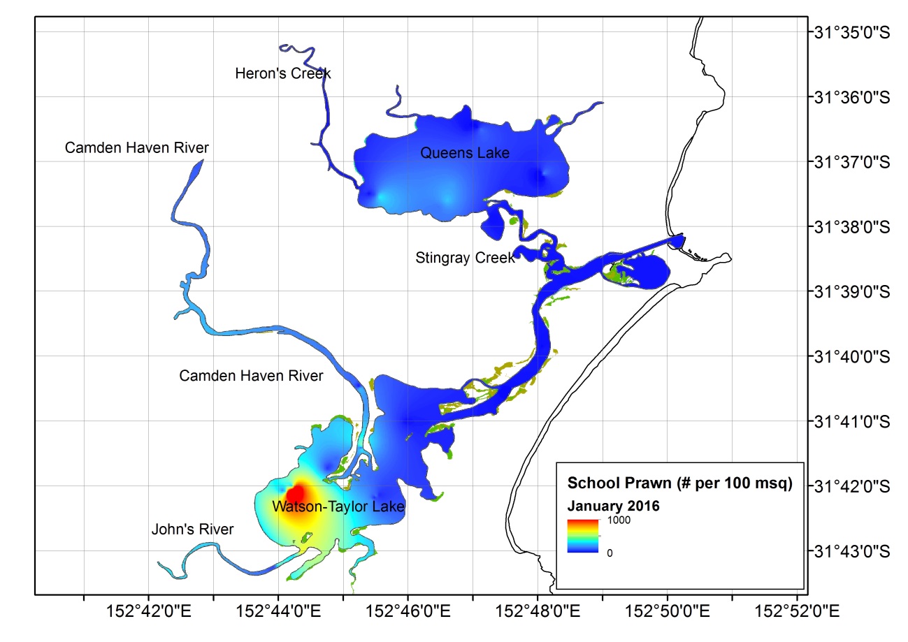 Figure 2. Heat map representing the distribution of School Prawn across the Camden Haven estuary during January 2016. Similarly to November, the distribution was non-uniform, but overall densities were higher which is to be expected given January falls du