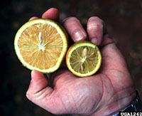 Two fruit showing signs of insect impacts