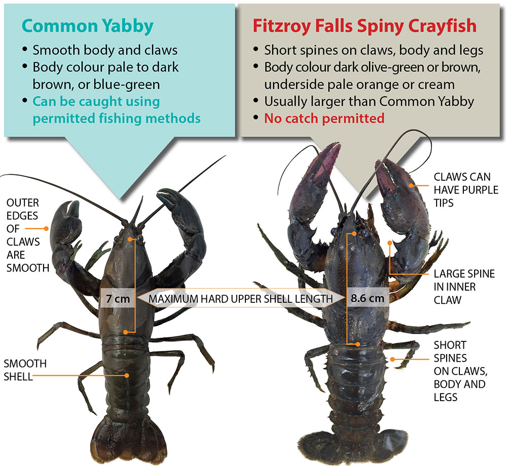 An image showing the different features of the Common Yabby and the Fitzroy Falls Spiny Crayfish. To discuss the content of the image contact the fishing information line 1300 550 474