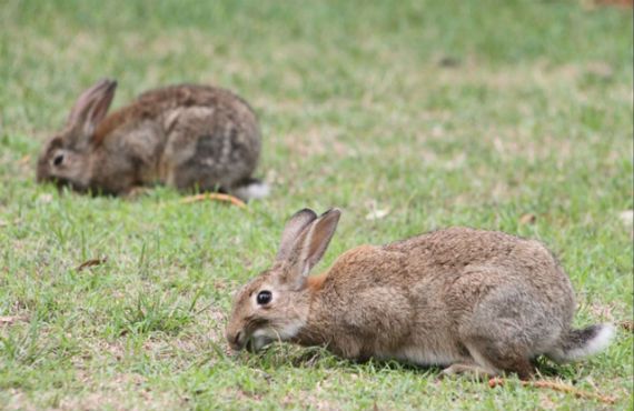 pair of rabbits feeding