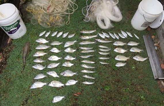 Seized cast nets, various fish and two buckets on the grass