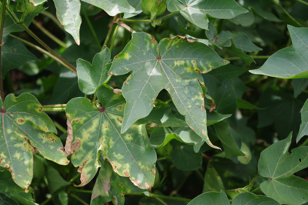 Brown and yellow markings and curling of the leave are some symptoms of Verticillium wilt