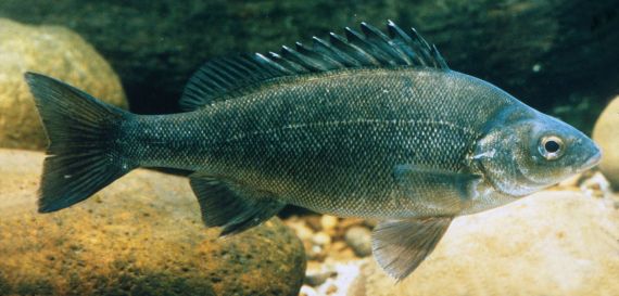 A sliver perch swimming above some smooth river boulders in a freshwater stream