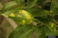 Green citrus leaves with orange spots